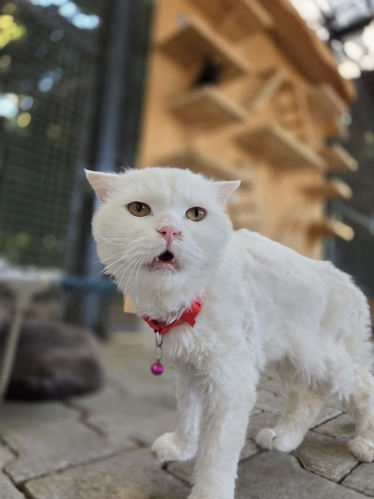 Yildirim Melez Köpek Melez Köpek, Bursa