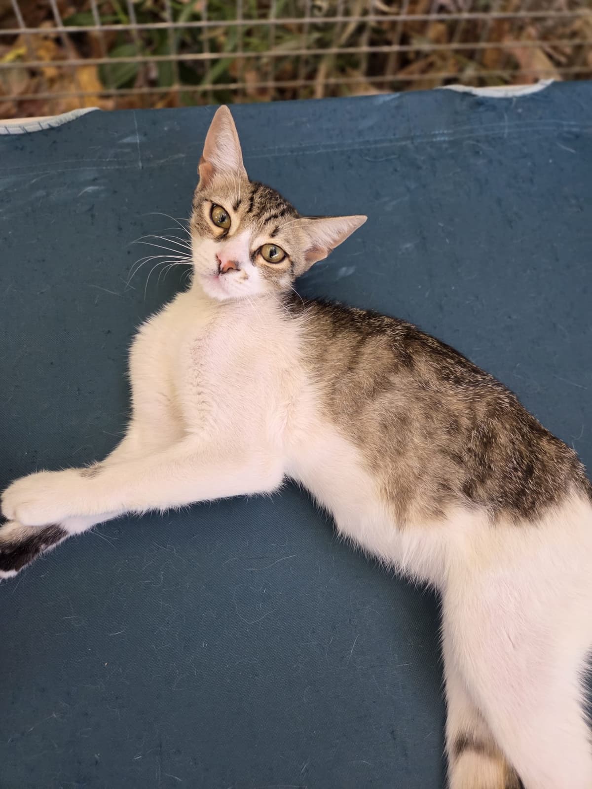 Yildirim Melez Köpek Melez Köpek, Bursa